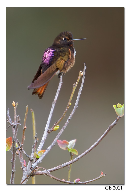 WHITE-TUFTED SUNBEAM